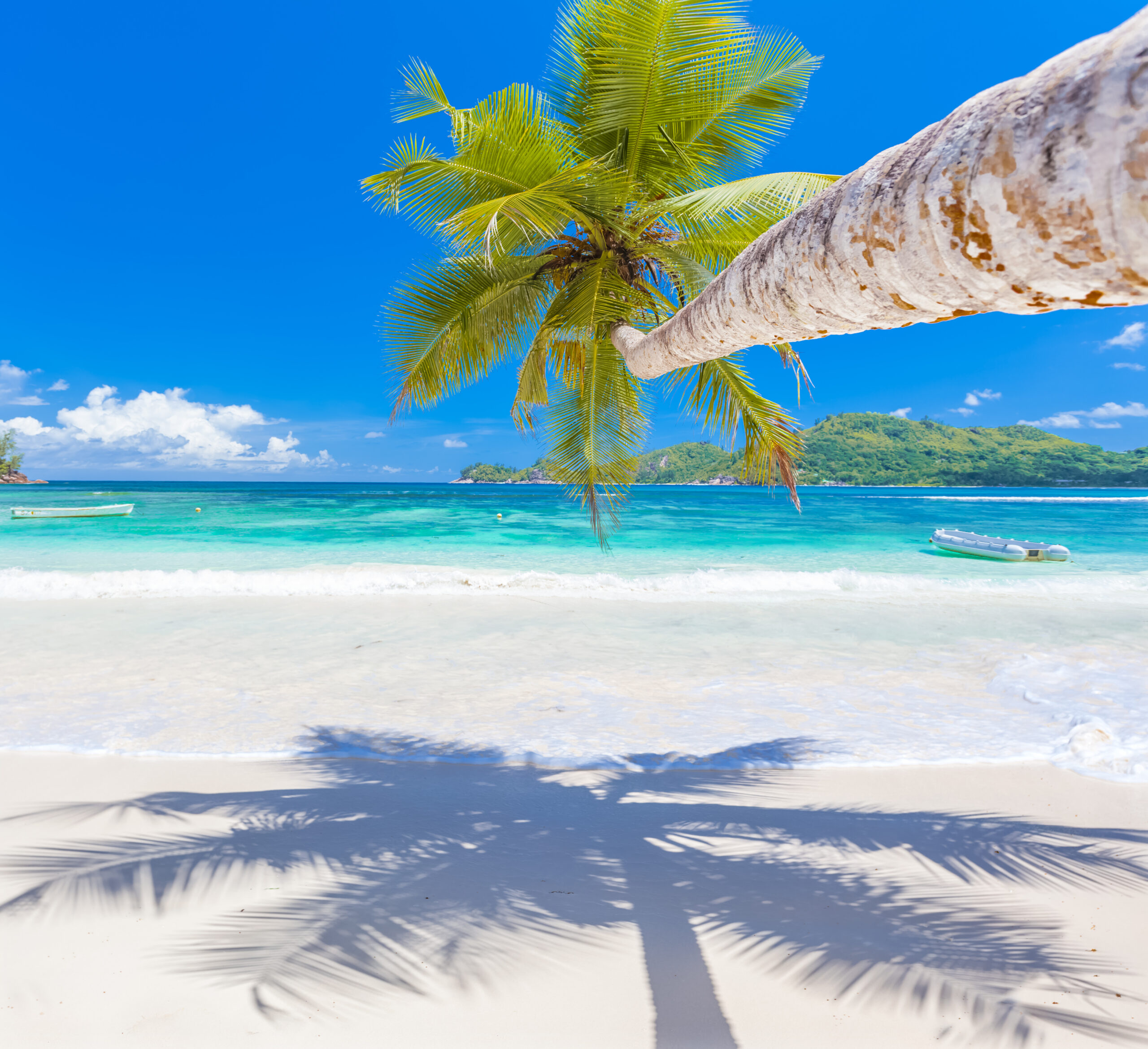 palm tree on the beach , Mahé, Seychelles